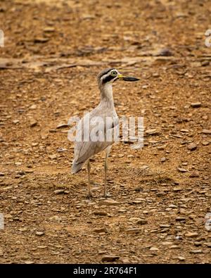 Burhinus indicus ou le curlew de pierre indien ou le portrait indien de genou épais au parc national de ranthambore réserve de tigre sawai madhopur rajasthan inde asie Banque D'Images