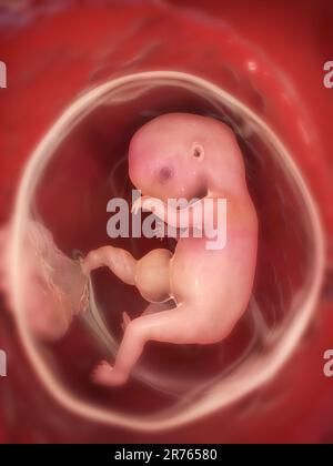 Fœtus humain à 8 semaines, illustration informatique. Banque D'Images