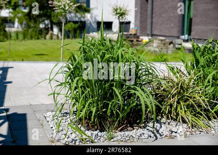 croissance miscanthus géant dans le jardin Banque D'Images