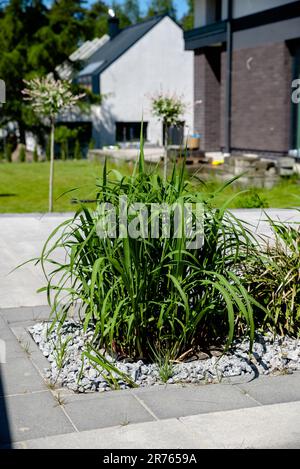 croissance miscanthus géant dans le jardin Banque D'Images