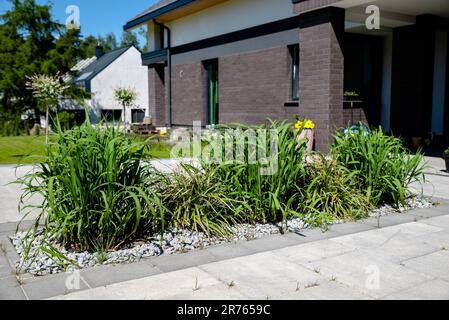 croissance miscanthus géant dans le jardin Banque D'Images