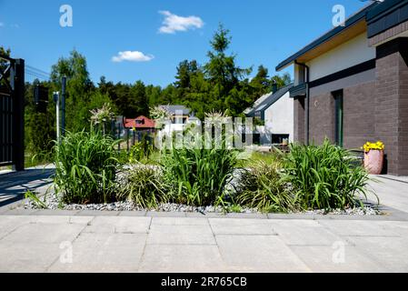 croissance miscanthus géant dans le jardin Banque D'Images