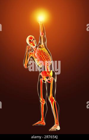 Anatomie d'un boxeur, illustration informatique. Corps humain masculin en position de boxe avec squelette mis en évidence montrant l'activité squelettique de la boxe. Banque D'Images