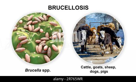 Brucellose, illustration. Illustration de la bactérie Brucella et photo d'une vache. Les bactéries Brucella sont transmises à l'homme à partir de bovins et d'autres anim Banque D'Images