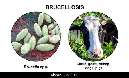 Brucellose, illustration. Illustration de la bactérie Brucella et photo d'une vache. Les bactéries Brucella sont transmises à l'homme à partir de bovins et d'autres anim Banque D'Images