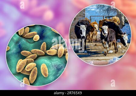 Brucellose, illustration. Illustration de la bactérie Brucella et photo d'une vache. Les bactéries Brucella sont transmises à l'homme à partir de bovins et d'autres anim Banque D'Images
