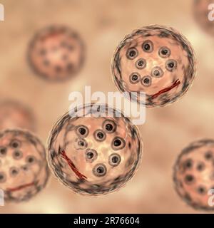 Kystes de protozoaires d'Entamoeba coli, illustration informatique. E. coli est un amibe non pathogène, son kyste est de 15-25 mkm, possède huit noyaux et est chromatoïde Banque D'Images