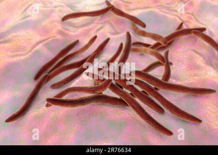 Bactéries Fusobacterium, illustration informatique. Procaryotes en forme de tige, anaérobies, non motiles, Gram-négatifs (caractérisés par une forme longue et mince et Banque D'Images