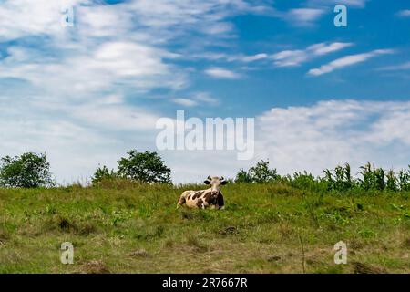 Photographie sur le thème magnifiques grands Grazes de vache à lait sur un pré vert sous ciel bleu, photo composée de vache à lait avec longue queue manger de la paille sur le pré, mi Banque D'Images