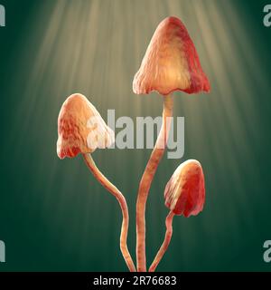 Champignons psilocybine, illustration informatique. Communément connu sous le nom de champignons magiques, un groupe de champignons qui contiennent de la psilocybine qui se transforme en psilocine upo Banque D'Images