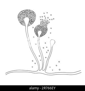 Moule de Mucor, également connu sous le nom de champignon noir, illustration d'ordinateur. Les champignons de Mucor sp. Se trouvent dans le sol et la matière organique en décomposition et sont courants à l'intérieur Banque D'Images
