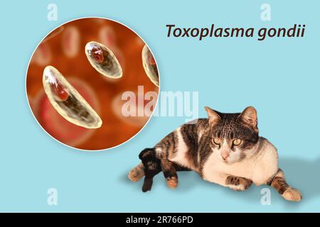 Protozoaires parasitaires Toxoplasma gondii, l'agent responsable de la toxoplasmose, en scène de tachyzoite, illustration informatique et photographie d'une rue c Banque D'Images
