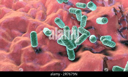 La bactérie Enterobacter sp., illustration de l'ordinateur. Ce sont des bacilles Gram-négatifs (forme de tige) des bactéries. Les membres du genre Enterobacter existent en wa Banque D'Images