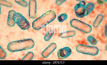 La bactérie Enterobacter sp., illustration de l'ordinateur. Ce sont des bacilles Gram-négatifs (forme de tige) des bactéries. Les membres du genre Enterobacter existent en wa Banque D'Images