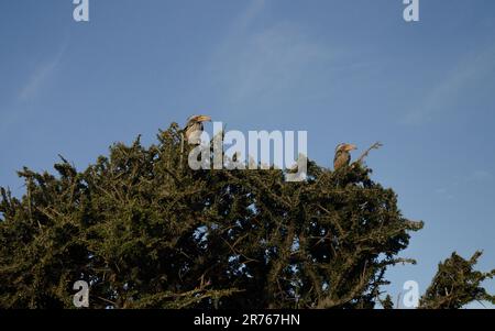 Hornbill à bec rouge du Nord vibrant : immortalisez la beauté des oiseaux colorés de la nature Banque D'Images