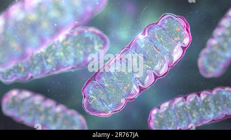 Mitochondries, organites cellulaires à membrane produisant de l'énergie, illustration informatique. Banque D'Images