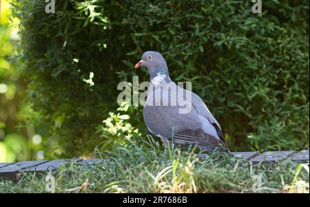 Pigeon en bois (Columba palumbus) dans un jardin domestique Banque D'Images