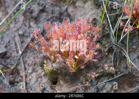 Le soda oblong-laqué (Drosera intermedia), plante insectivore carnivore, également connue sous le nom de soda long-laqué Banque D'Images