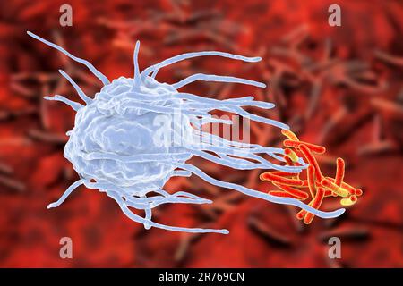 Macrophage qui engloutit les bactéries TB. Illustration informatique d'un macrophage de globules blancs (bleu) qui engloutissent une tuberculose (Mycobacterium tuberculosis) Banque D'Images