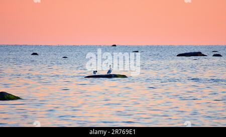 Goosander assis sur une pierre située dans la mer Baltique au coucher du soleil avec des couleurs pastel à l'horizon. Soirée romantique sur l'île de Poel overloo Banque D'Images