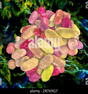 Porphyromonas gingivalis bactérie orale, illustration informatique. P. gingivalis (anciennement connu sous le nom de Bacteroides gingivalis) fait partie de la flore normale o Banque D'Images