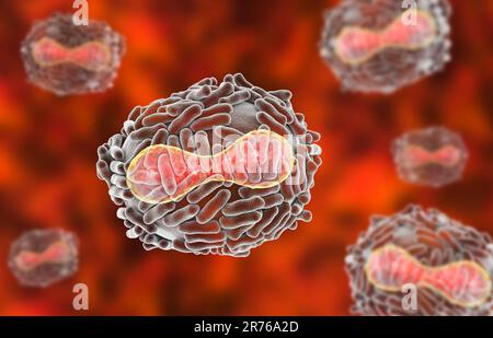 Virus de la variole. Illustration d'un virus de la variole (variola). Une membrane (transparente) dérivée de sa cellule hôte couvre la particule virale. À l'intérieur Banque D'Images