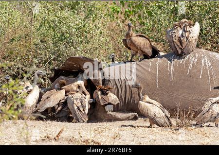 Cap vautours (Gyps coprotheres) se nourrissant sur la carcasse d'éléphant du parc national de Chobe, Botswana Banque D'Images