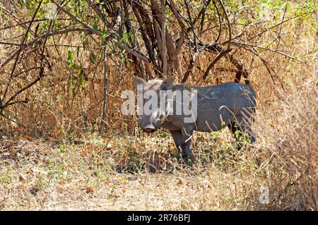 Warthog in the Bush, parc national de Chobe, Botswana Banque D'Images