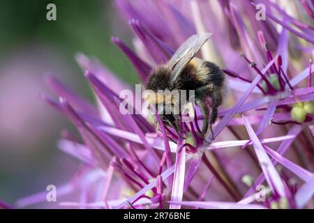 Gros plan d'un bourdon sur Allium christophii Banque D'Images