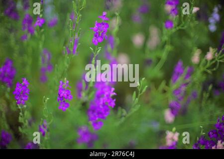 Fleurs violettes foncé poussent dans le jardin, art doux foyer. Banque D'Images