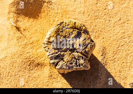 vue en coupe depuis le dessus d'une section de tronc d'arbre fossilisé se tenant dans le désert près de karima, soudan Banque D'Images