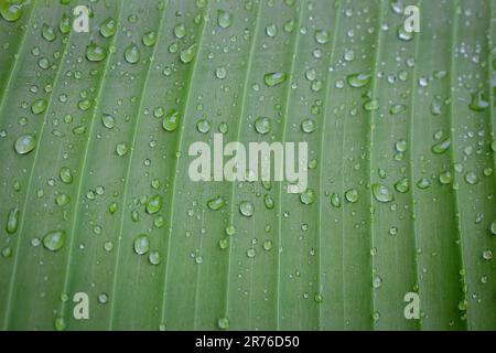 Gouttes de rosée sur la feuille verte. L'eau tombe sur la feuille de banane. Feuille verte avec rosée. Nature après la pluie, gros plan. Concept de fraîcheur. Motifs naturels. Banque D'Images