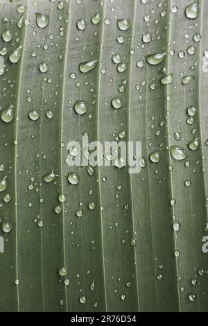 Gouttes de rosée sur la feuille verte. L'eau tombe sur la feuille de banane. Feuille verte avec rosée. Nature après la pluie, gros plan. Concept de fraîcheur. Motifs naturels. Banque D'Images