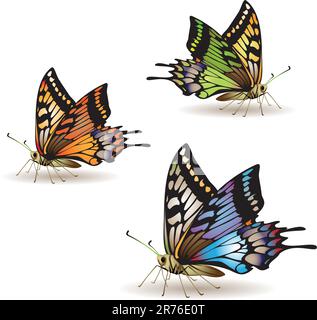Collection de papillons isolée sur fond blanc, illustration vectorielle Illustration de Vecteur