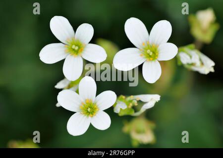 Pré saxifrage (Saxifraga granulata) gros plan de fleurs de plantes qui poussent à trois Hagges Wood Meadow, North Yorkshire, Angleterre, juin 2021 Banque D'Images