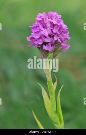 Orchidée pyramidale (Anacamptis pyramidalis) gros plan d'une seule fleur poussant sur la prairie de machair de Barra, Hebrides extérieures, Écosse, juillet 2022 Banque D'Images