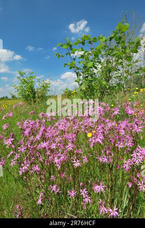 Robin déchiquetée (Lychnis flos-cuculi) gros plan des fleurs qui poussent en profusion. Three Hagges Wood Meadow, North Yorkshire, Angleterre, juin 2021 Banque D'Images
