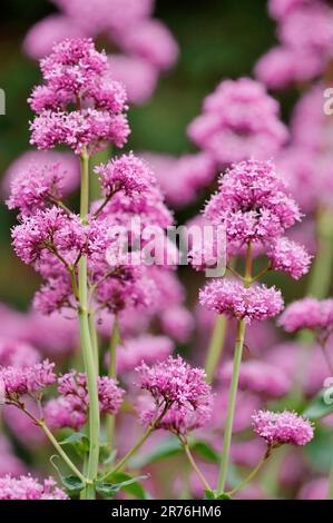 Red Valerian (Centranthus ruber) gros plan du pic floral, Berwickshire, Scottish Borders, Écosse, juin 2010 Banque D'Images