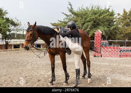 Vue latérale du cheval de châtaignier dans le harnais avec une femelle dans l'escalade de chapeau et se préparant à monter à cheval dans le paddock sur le ranch en plein jour Banque D'Images