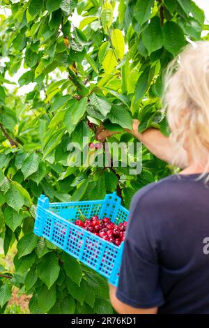 Le fermier cueille une cerise rouge mûre d'un arbre et la récolte dans une boîte. récolte à la ferme. Banque D'Images