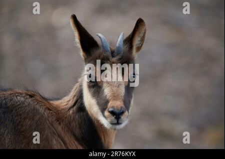 Bébé chèvre en daim sauvage avec de petites cornes regardant l'appareil photo sur un arrière-plan flou Banque D'Images
