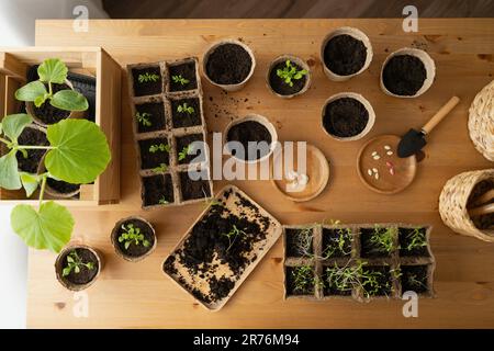 Vue de dessus de divers pots avec des feuilles vertes et des semis avec un sol sombre et argileux disposés sur une table en bois à la lumière du jour Banque D'Images