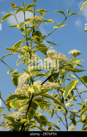 Dogwood barré rouge, Dogwood tatarien, Dogwood sibérien, Dogwood twig rouge, floraison, Arbuste, Cornus alba « Hedgerows Gold » Banque D'Images