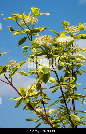 Blanc, jaune, arbuste, Cornus alba 'Hedgerows Gold', Red Twig Dogwood Banque D'Images