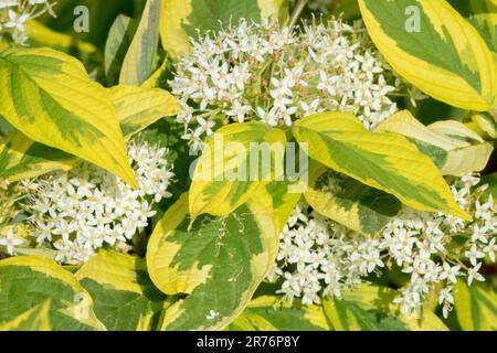 Feuilles jaunes variées Cornus alba 'Hedgerows Gold' Red Twig Dogwood Cornus Fleur Cornus Hedgerows Or Dogwood Blanc Sibérie Dogwood Vert jaune Banque D'Images