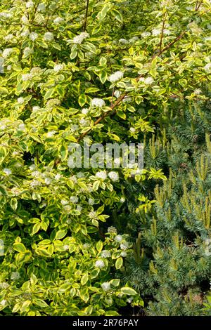 Brindilles rouges Dogwood Cornus alba Dogwood sibérien Cornus arbuste fleuri Cornus alba haies arbustes Gold Garden Cornus 'haies Gold' Dogwood écorché Banque D'Images