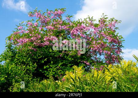 Floraison, sauterelle noire, Robinia pseudoacacia 'Casque Rouge', rose, jaune, jardin Robinia 'Casque Rouge' Banque D'Images