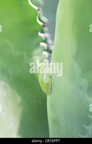 Une grenouille d'arbre verte vue du côté dans une vue de profil comme il est assis à l'intérieur d'un grand cactus agave. Banque D'Images