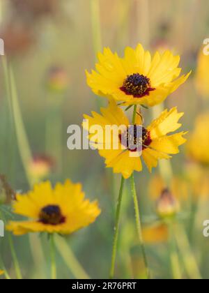 Gros plan de trois fleurs de gravegrain d'or, Coreopsis basilis, en début de matinée estivale. Banque D'Images