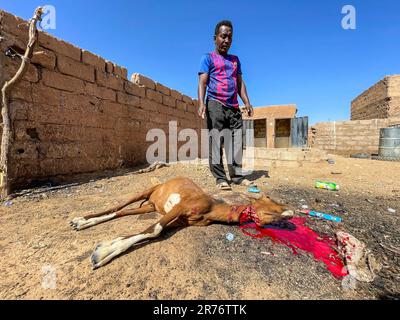 Mauritanie, région d'Adrar, Akjoujt, abattage de chèvre au rite halal Banque D'Images